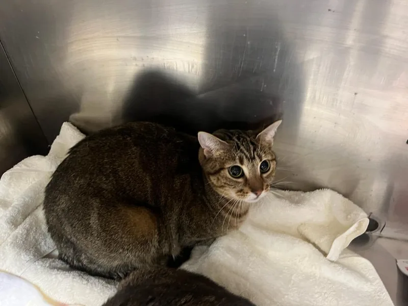 An adult large-sized female Domestic Short Hair cat named Scrimm for adoption in Chickamauga , GA