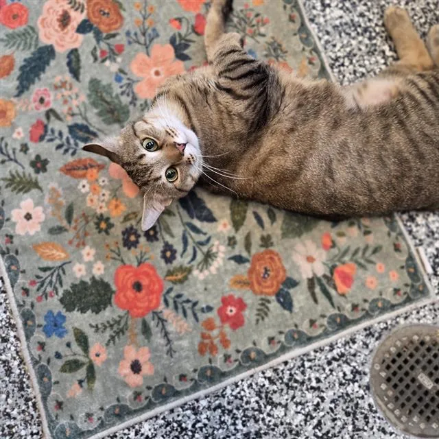 An adult large-sized male Domestic Medium Hair cat named Ceasar for adoption in Palmetto, FL