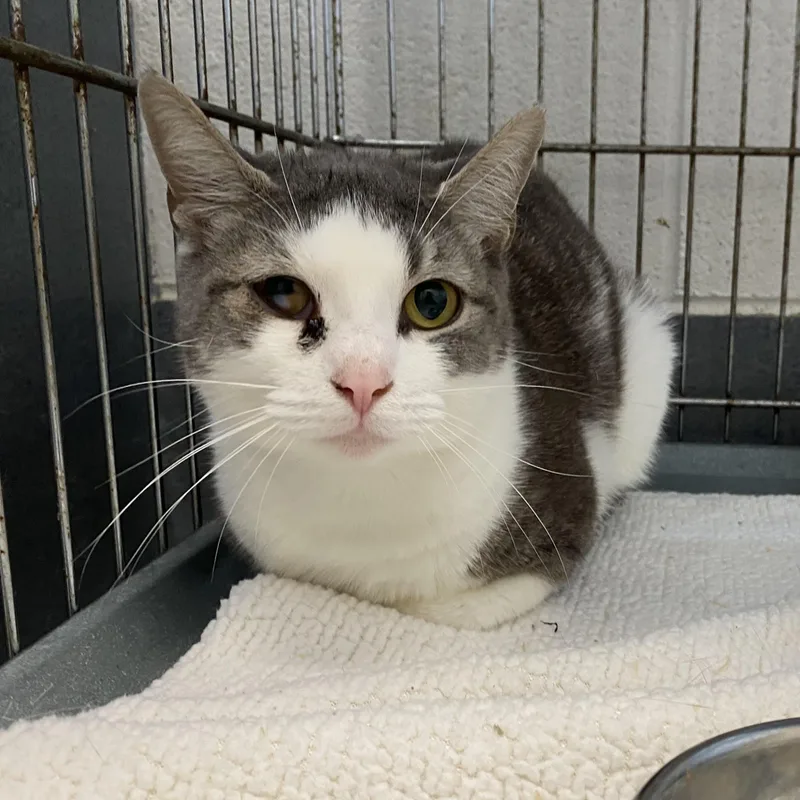 A young small-sized female Gray & White Domestic Short Hair cat named Jackie for adoption in King George, VA