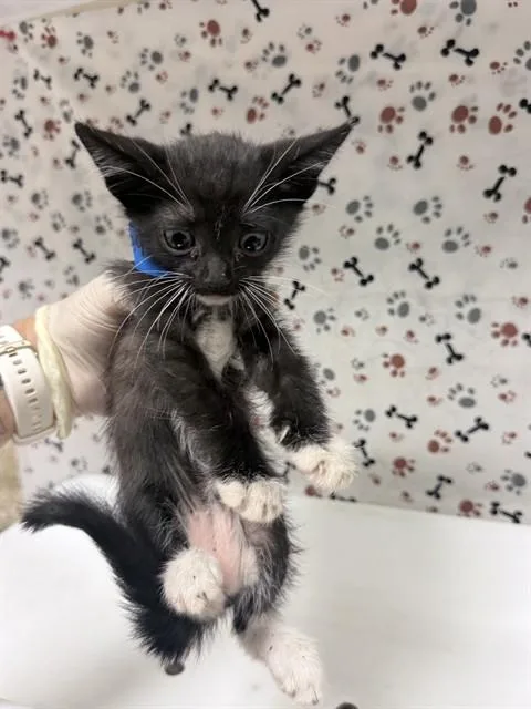A baby small-sized male Domestic Short Hair cat named Sam for adoption in Riverside, CA