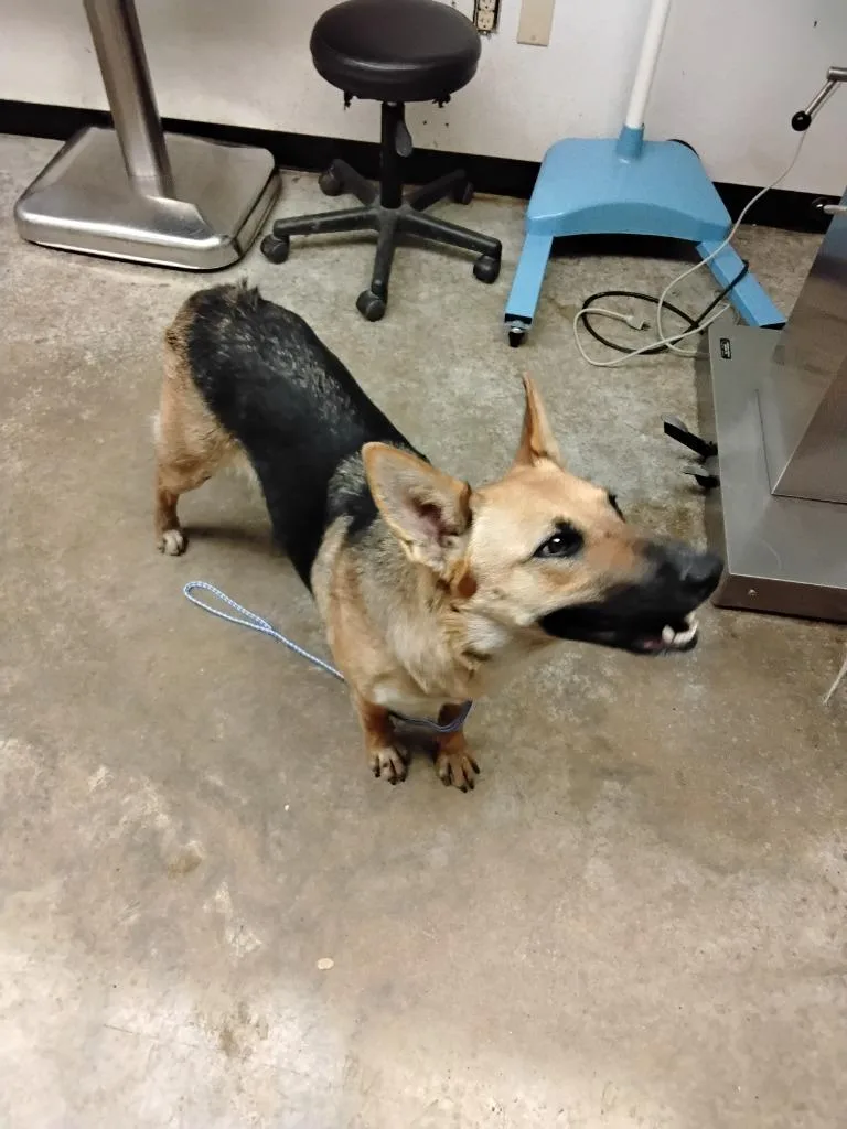 A baby large-sized female Shepherd dog named Daphne for adoption in Lockhart, TX
