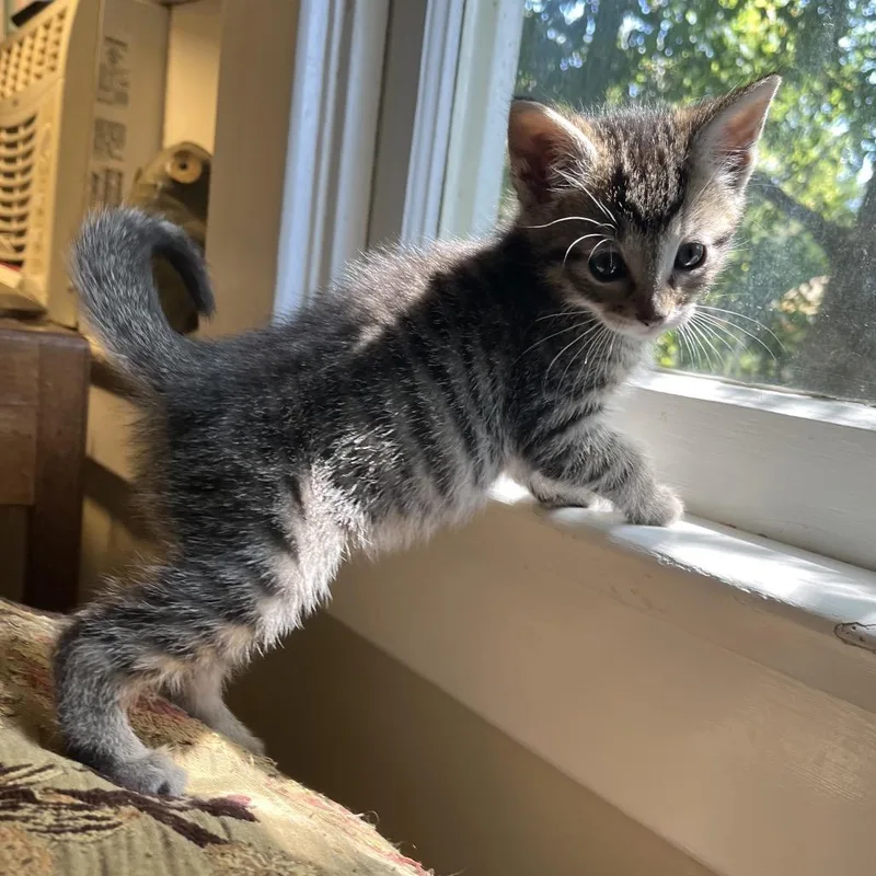 A baby small-sized male Brown / Chocolate Domestic Short Hair cat named Ollie for adoption in Tustin, CA