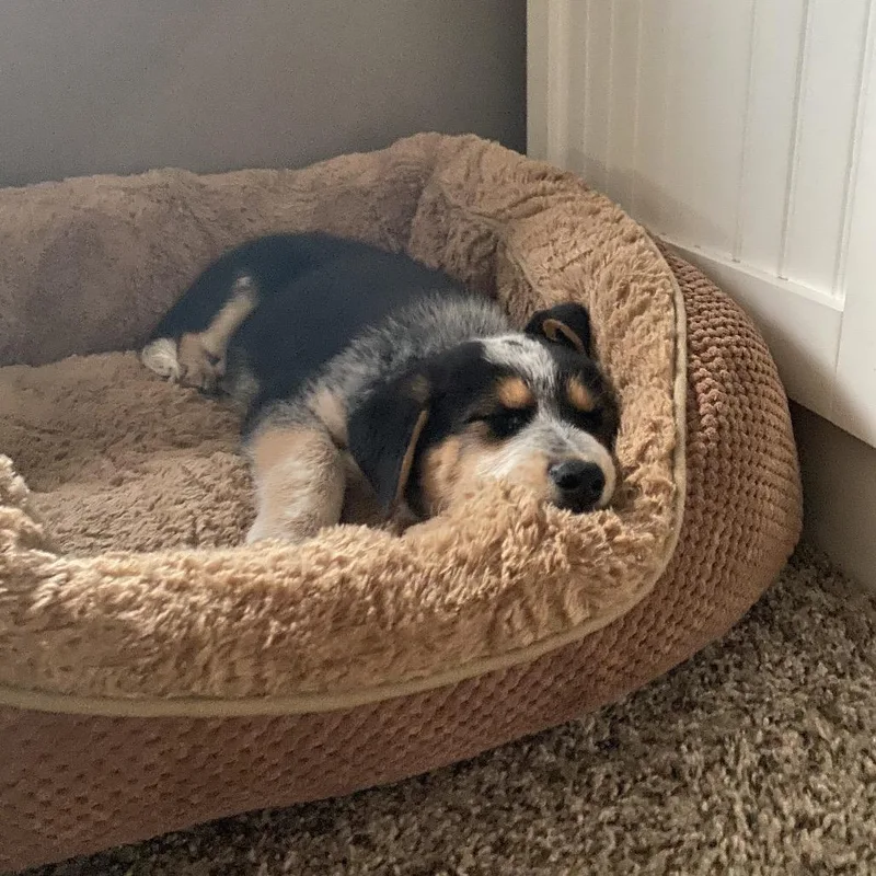 A baby small-sized male Gray / Blue / Silver Mixed Breed dog named Turkey for adoption in Buffalo, MN