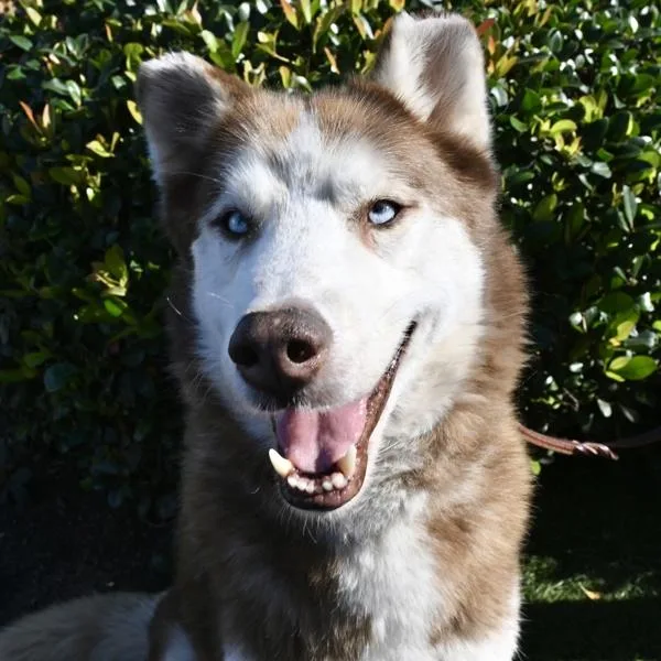 A senior large-sized male Siberian Husky dog named Alucard for adoption in Oceanside, CA