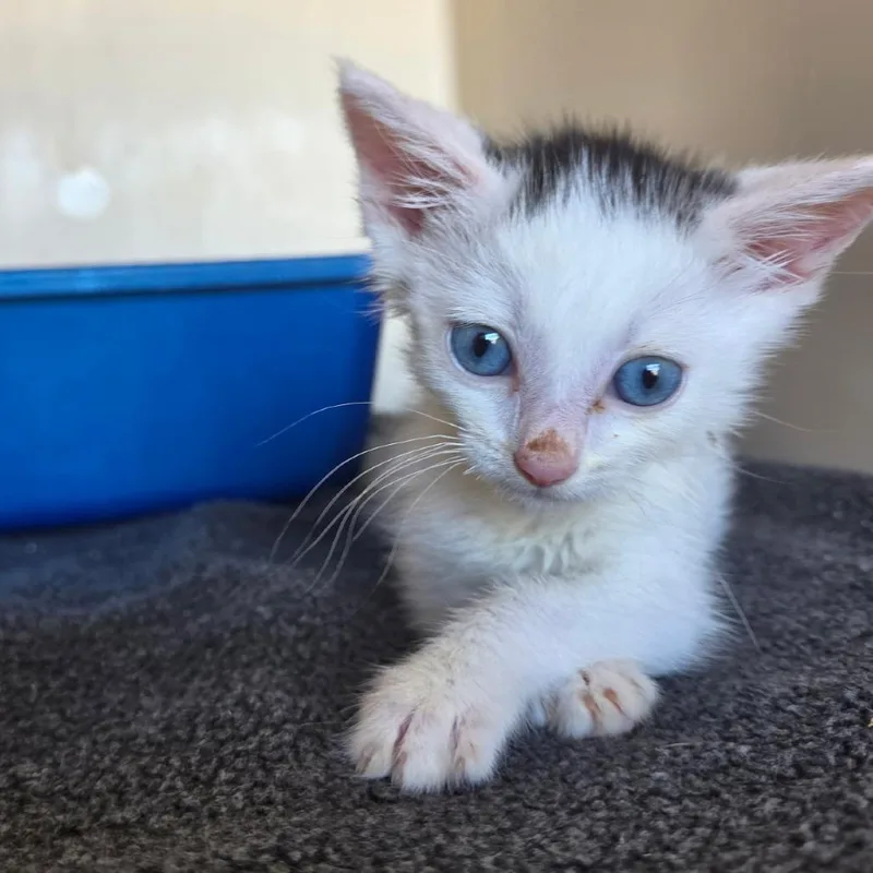 A baby small-sized male White Domestic Short Hair cat named Pinkie for adoption in Los Angeles, CA