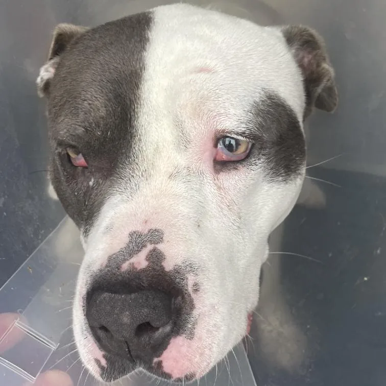 An adult medium-sized female White / Cream Pit Bull Terrier dog named Zizi Suzy for adoption in Austin, TX