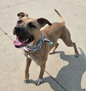 An adult large-sized male Boxer dog named Harley for adoption in Bucyrus, OH