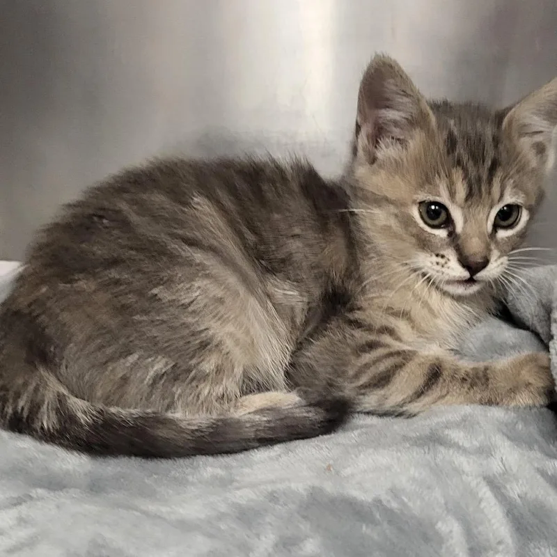 A baby small-sized female Gray / Blue / Silver Domestic Short Hair cat named Mabel for adoption in Los Angeles, CA