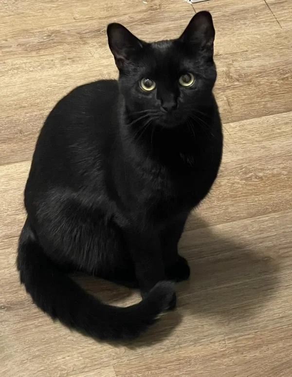 A young medium-sized female Domestic Short Hair cat named Stormie Nite for adoption in Staten Island, NY