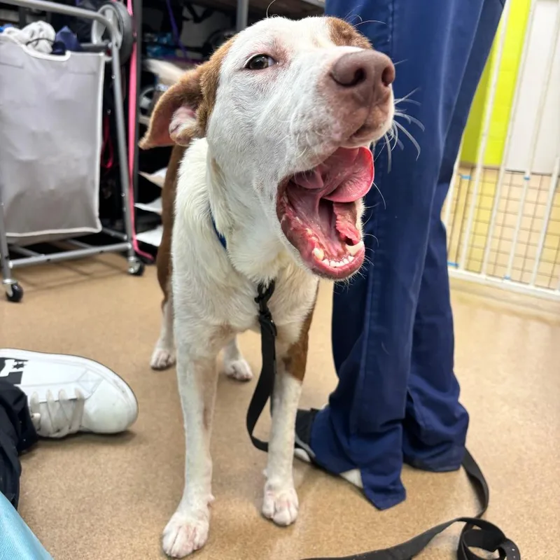 An adult medium-sized male Brown / Chocolate Terrier dog named Zeus for adoption in Corpus Christi, TX