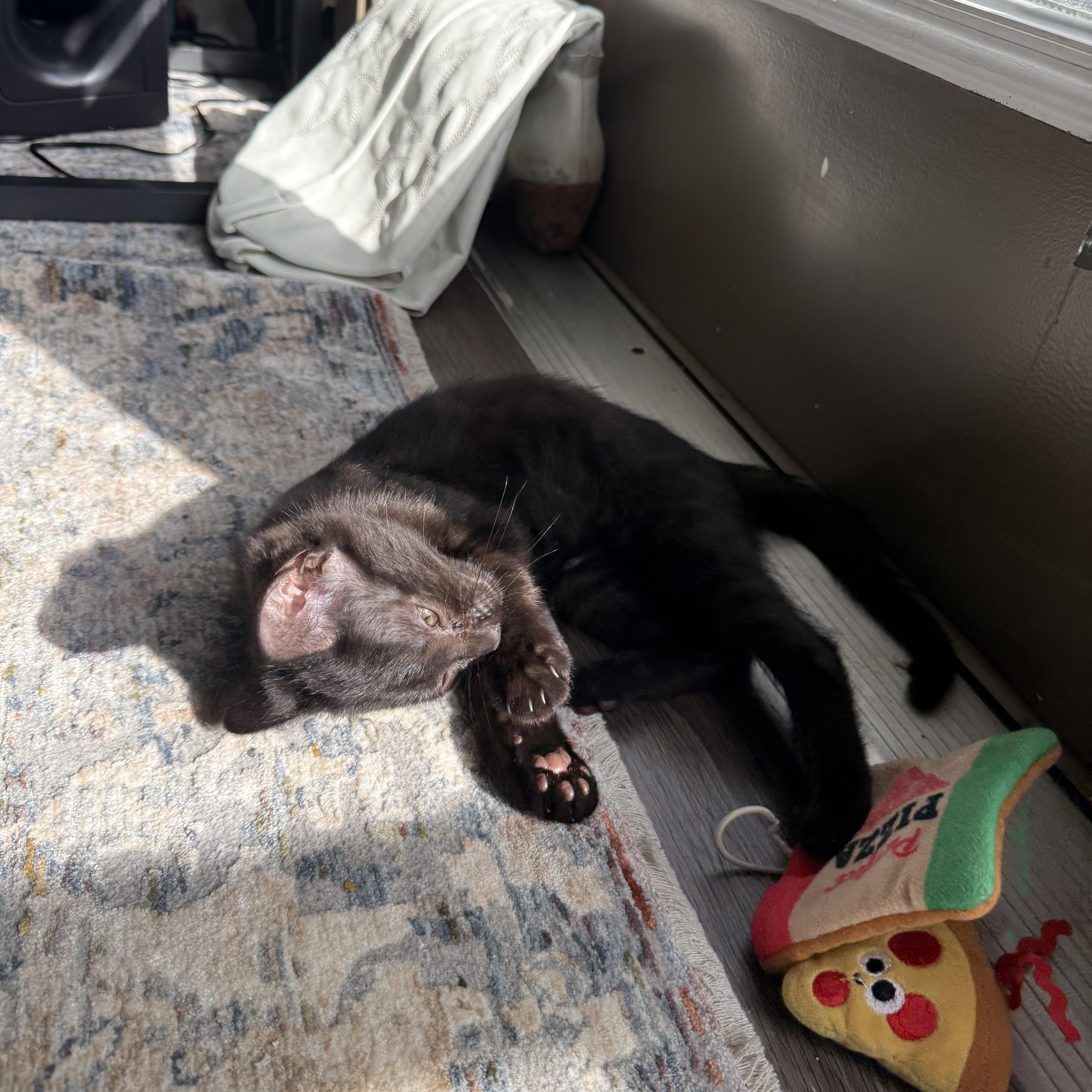 A baby medium-sized female Black Domestic Short Hair cat named Sage for adoption in Mississippi State, MS