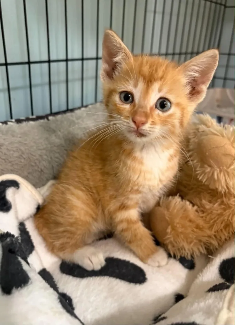 A baby small-sized male Domestic Short Hair cat named Bluey C Grace for adoption in Saunderstown, RI