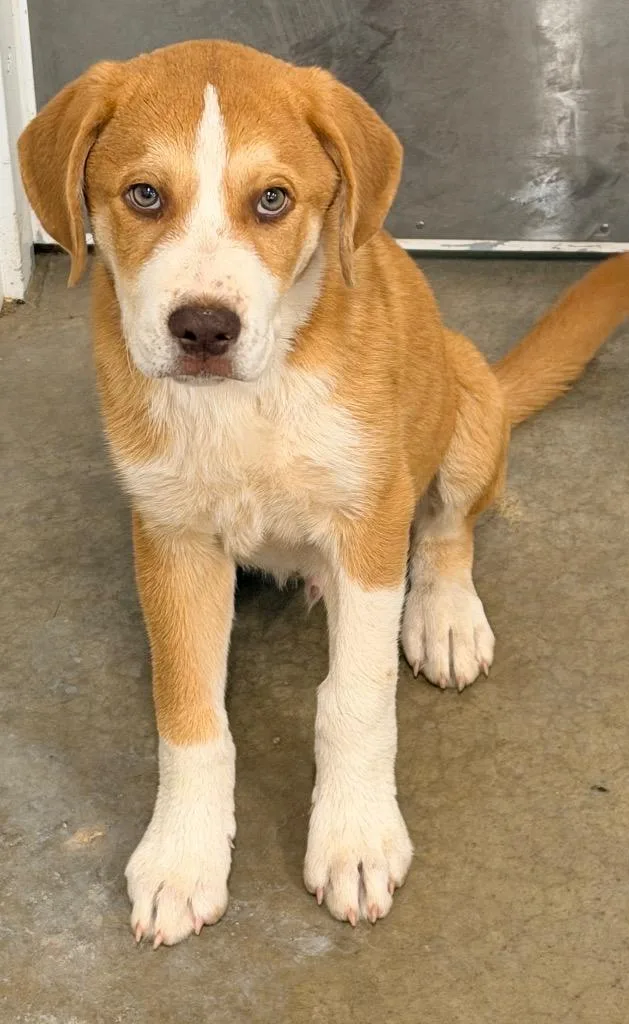 A baby medium-sized male Mixed Breed dog named Vince for adoption in Newcastle, OK