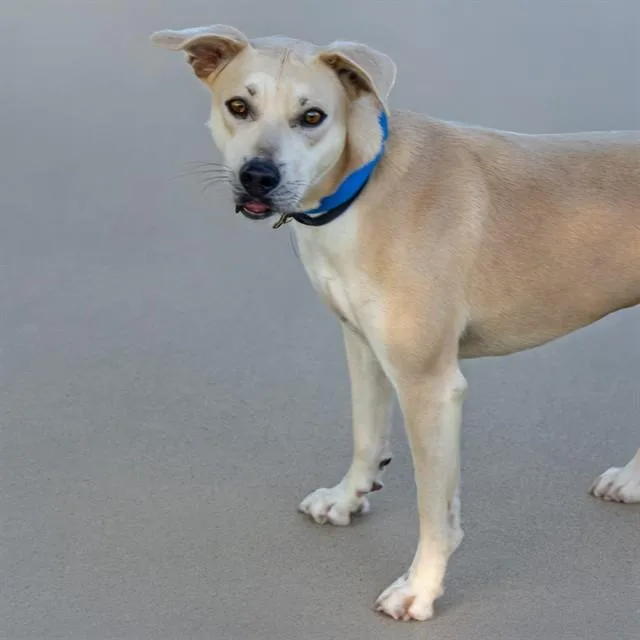 An adult large-sized female Labrador Retriever dog named Little Rock for adoption in St. Louis, MO