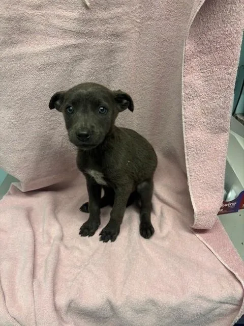 A baby small-sized female Pit Bull Terrier dog named Addison for adoption in Lancaster, CA