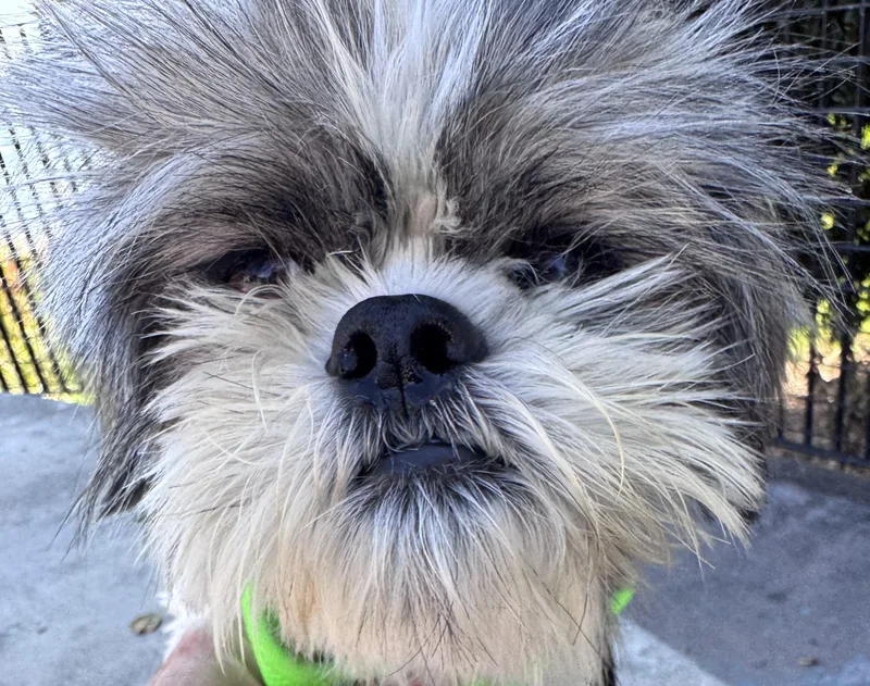 A young small-sized male White / Cream Shih Tzu dog named Yoda for adoption in Berkeley, CA