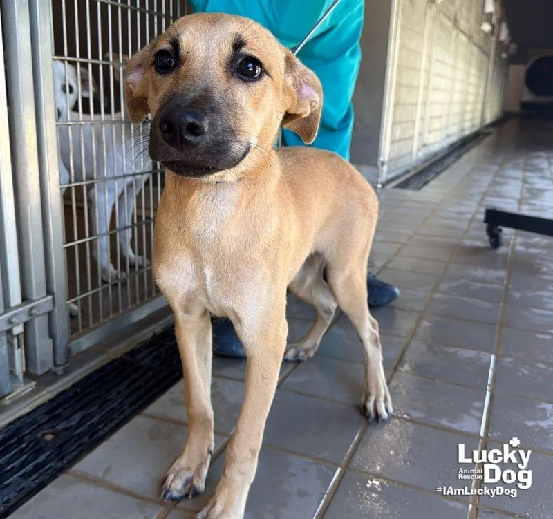 Lucy Drew thumbnail 3