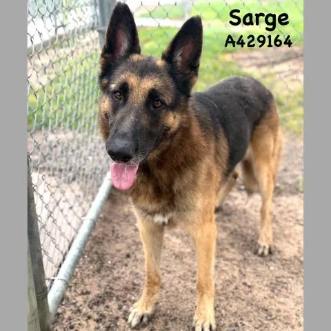 Sarge