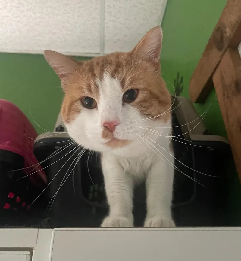A young large-sized male Domestic Short Hair cat named Smudge for adoption in Fort Worth, TX