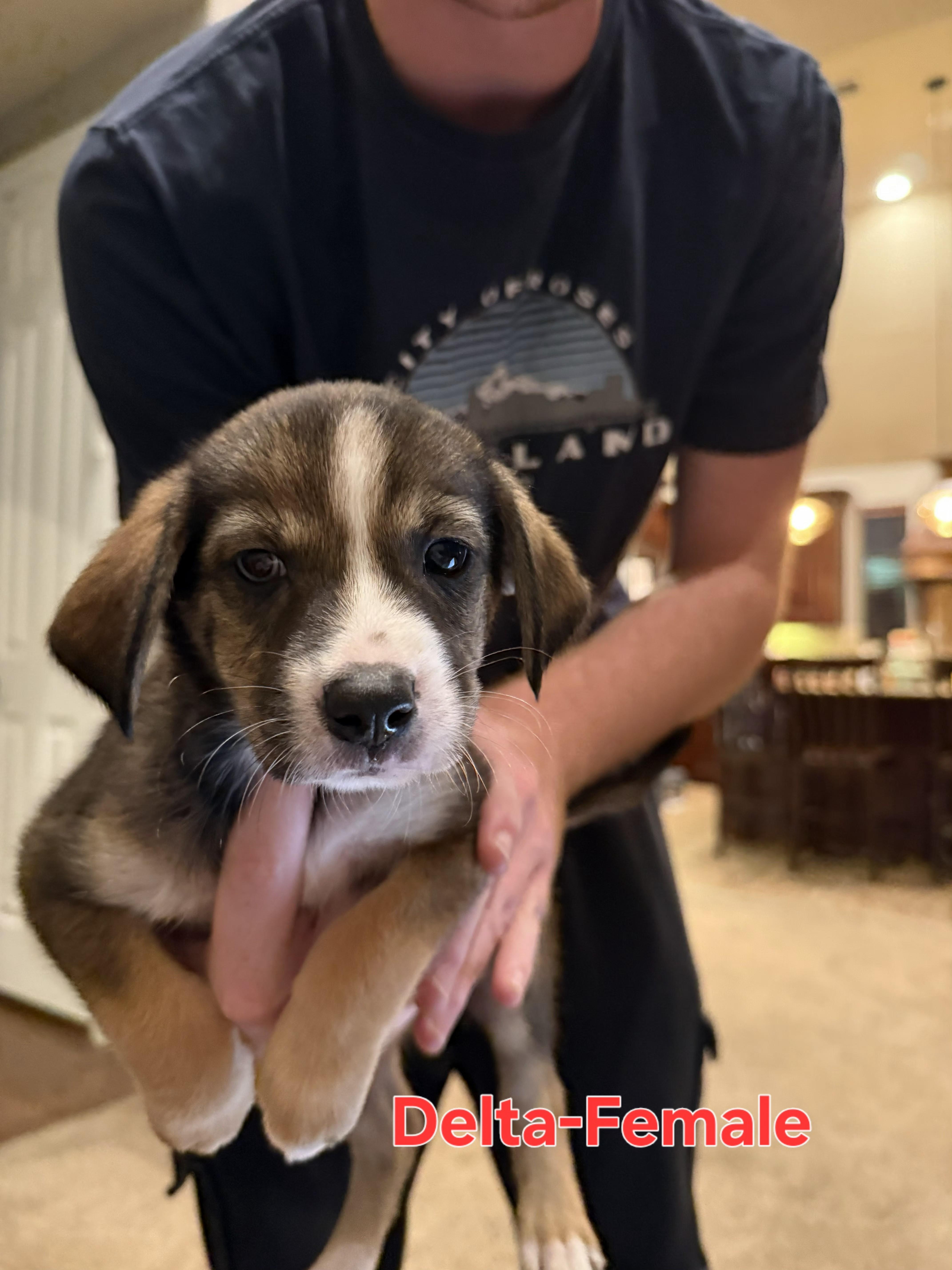 A baby small-sized female Australian Shepherd dog named Delta East for adoption in Arlington, TX