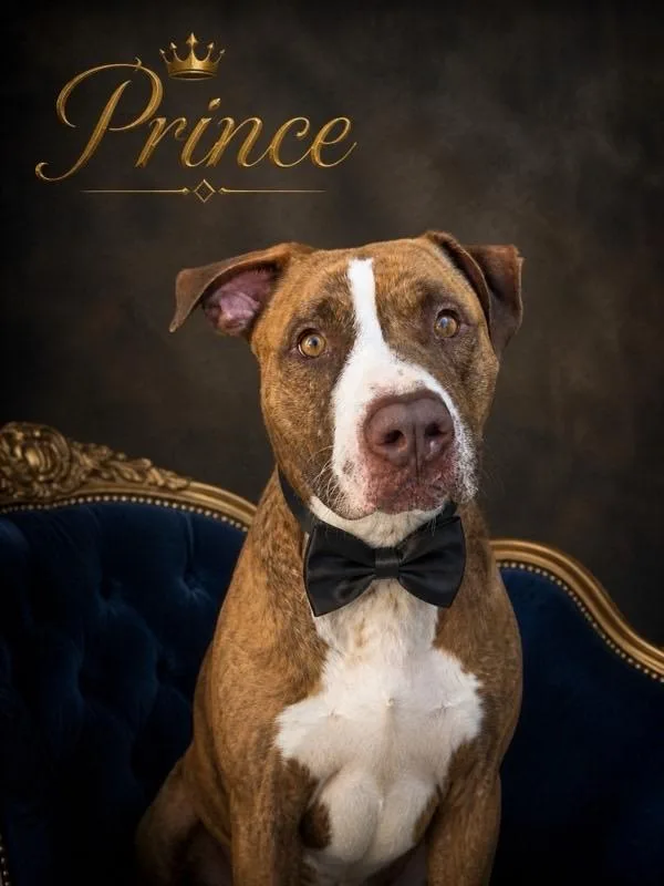 An adult medium-sized male Brown / Chocolate Pit Bull Terrier dog named Prince for adoption in Murrieta, CA