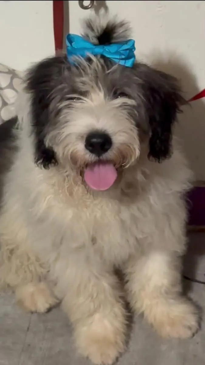 A young large-sized male Bernadoodle dog named Jack for adoption in augusta, GA