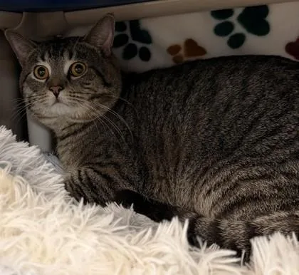 An adult small-sized male Domestic Short Hair cat named Banker for adoption in Scotia, NY