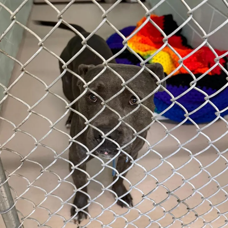 Bubba
