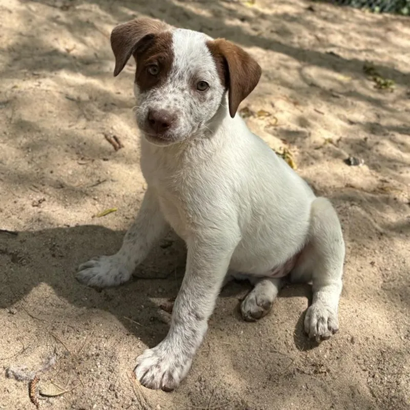 A baby medium-sized female Cattle Dog dog named Bay for adoption in Armonk, NY