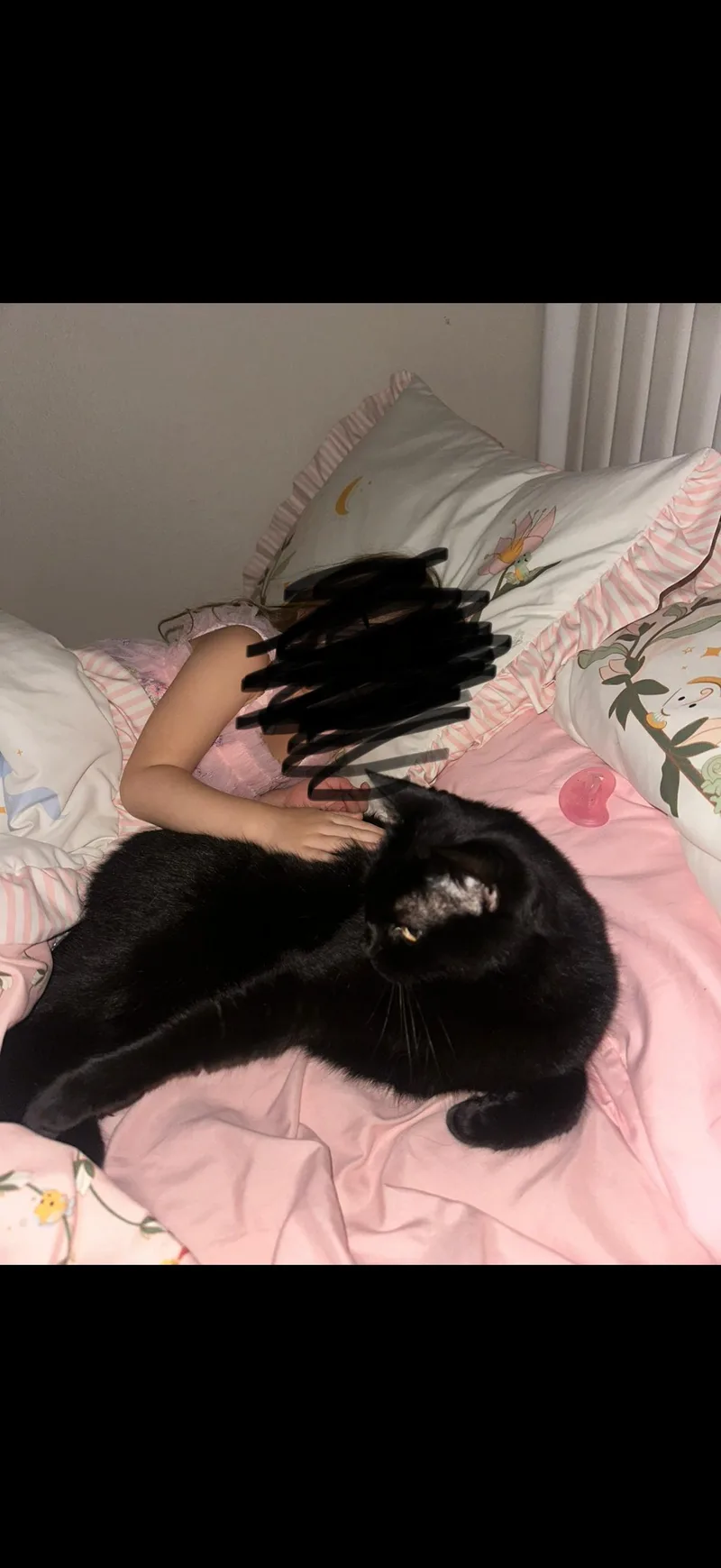 An adult medium-sized male Black Domestic Short Hair cat named Tuna for adoption in largo, FL