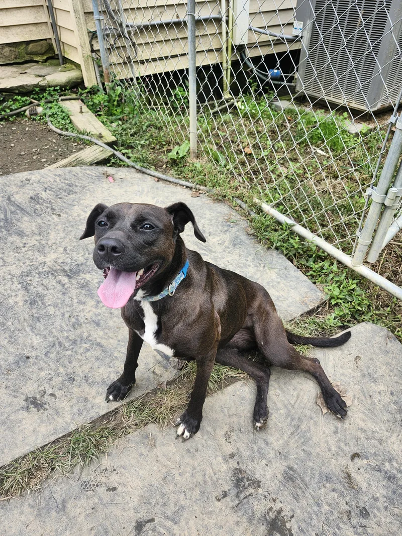 Gingersnap thumbnail 2