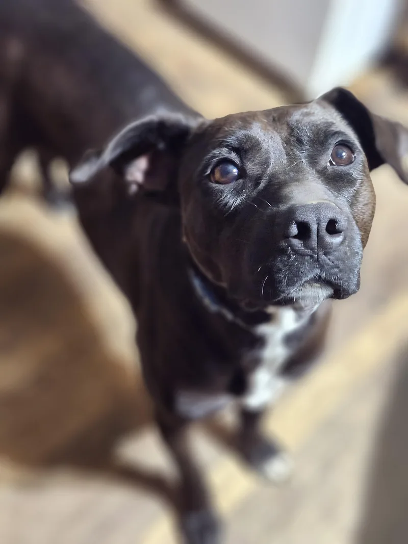 Gingersnap thumbnail 3