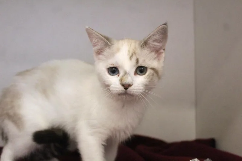 A baby medium-sized female Domestic Short Hair cat named Loofa for adoption in Chestertown, MD