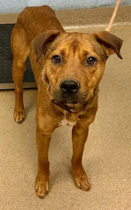 An adult medium-sized male Mixed Breed dog named Cyto for adoption in Chamblee, GA