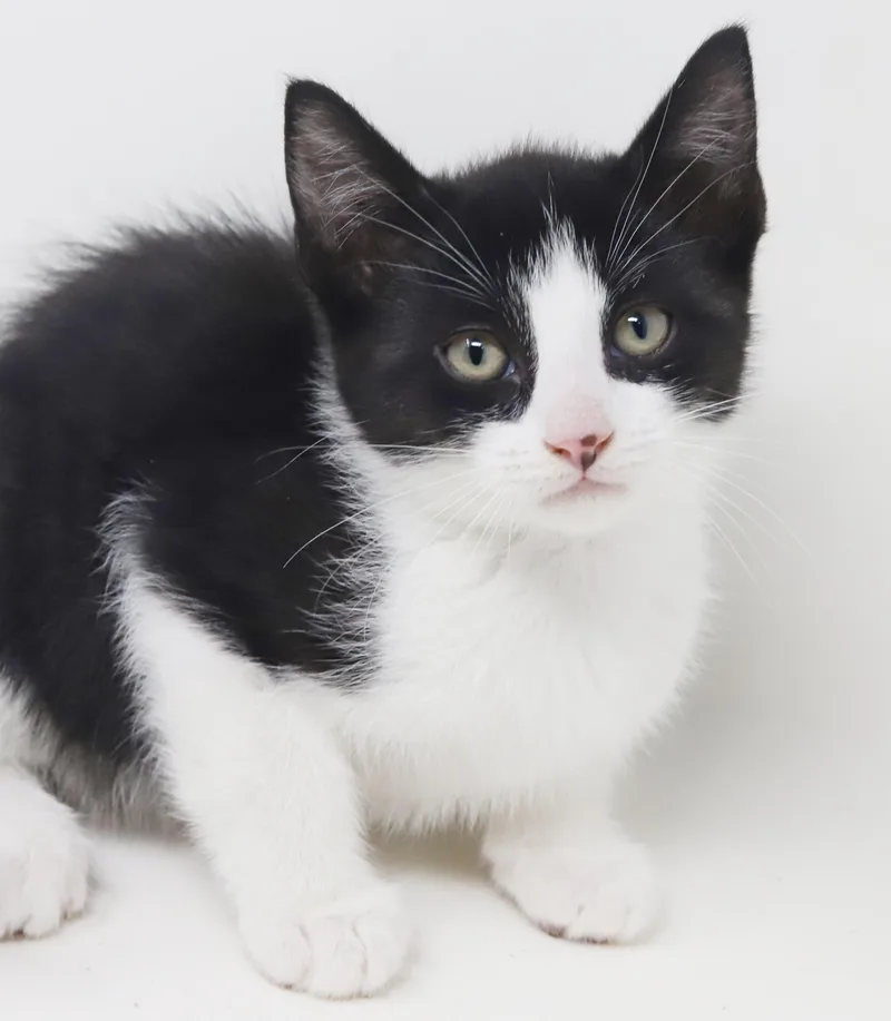 Eclair  She Is thumbnail 3