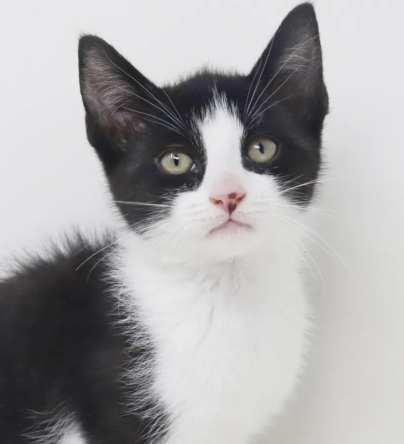 Eclair  She Is thumbnail 5