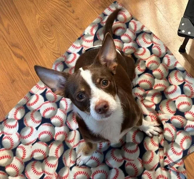 An adult medium-sized male Chihuahua dog named Blade for adoption in Osteen, FL