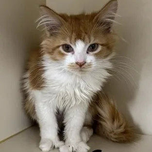 A young medium-sized female Orange & White Domestic Long Hair cat named Ava for adoption in Manistee, MI