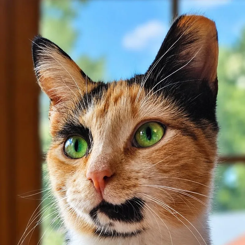A baby small-sized female Calico Domestic Short Hair cat named America for adoption in Charlotte, NC