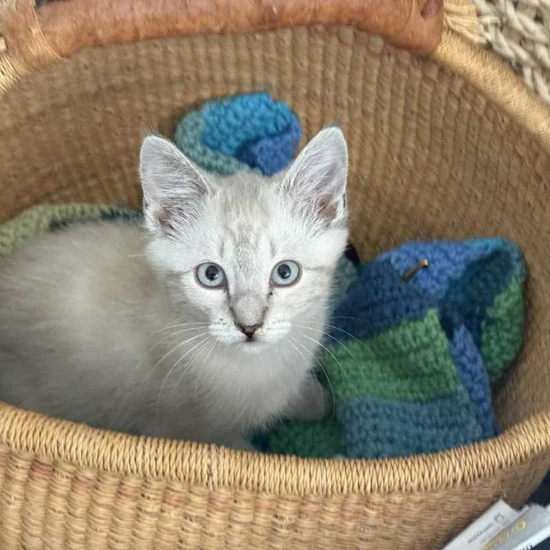 A baby medium-sized male Cream / Ivory Siamese cat named Romeo for adoption in Ashland, OR