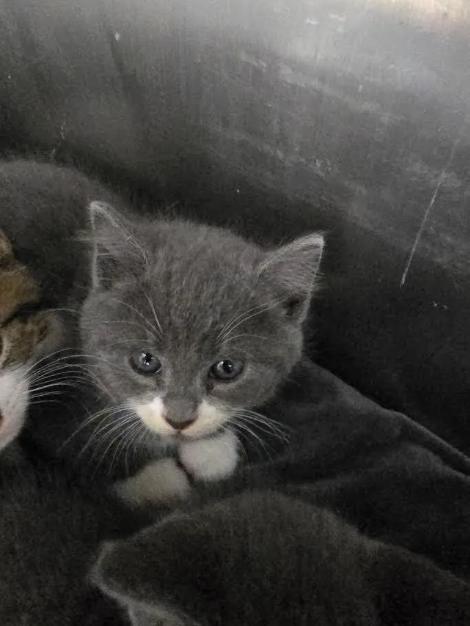A baby large-sized male Domestic Short Hair cat named Sam for adoption in Glenfield, NY