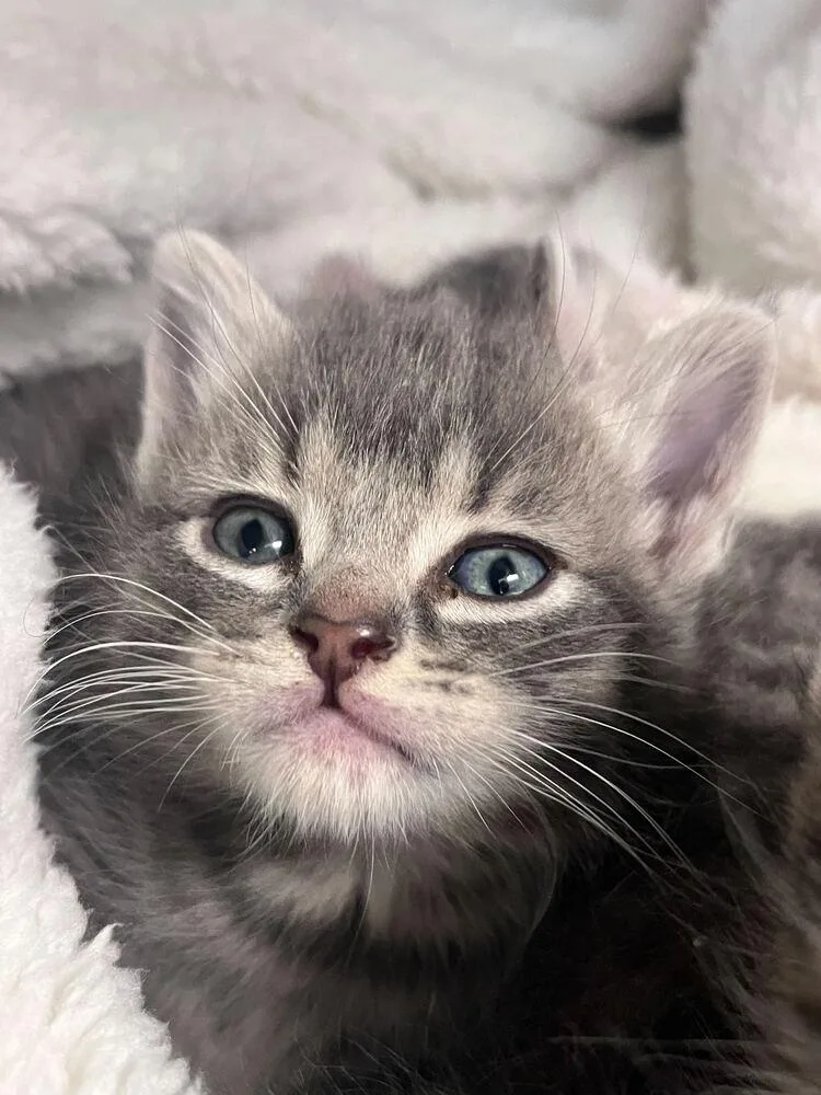 A baby small-sized female Domestic Short Hair cat named Sid for adoption in Bowling Green, OH