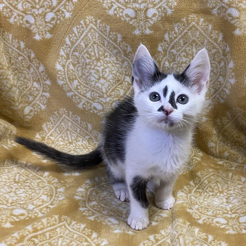 Rosalino thumbnail 2