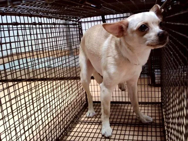 A young small-sized female Chihuahua dog named Sasha for adoption in Martinez, CA