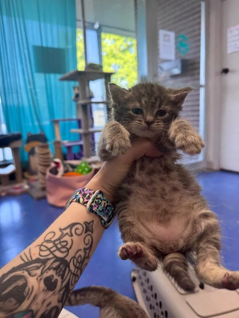 A baby medium-sized female Domestic Short Hair cat named Maisy for adoption in Johnson City, TN