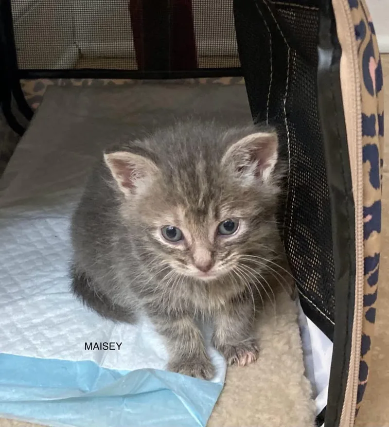 Maisy thumbnail 2