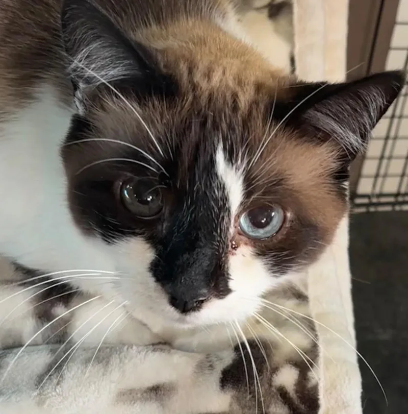 A senior medium-sized female Snowshoe cat named Tiny for adoption in Elizabethton, TN