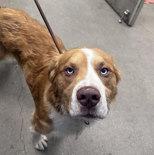 A young large-sized male Saint Bernard dog named Pebble for adoption in Tucson, AZ