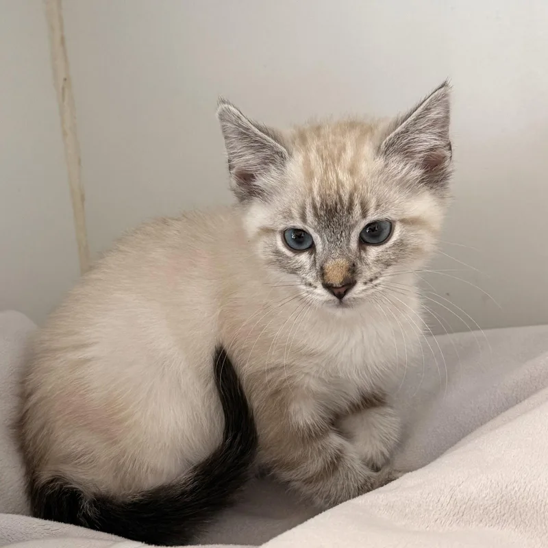 A baby small-sized female Siamese cat named Snowflower for adoption in Oakland, CA