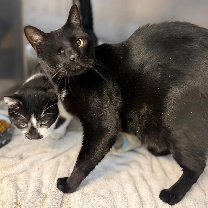An adult extra large-sized male Domestic Short Hair cat named Willie&eli for adoption in Portage, MI